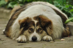 Overweight Dog lying on the ground