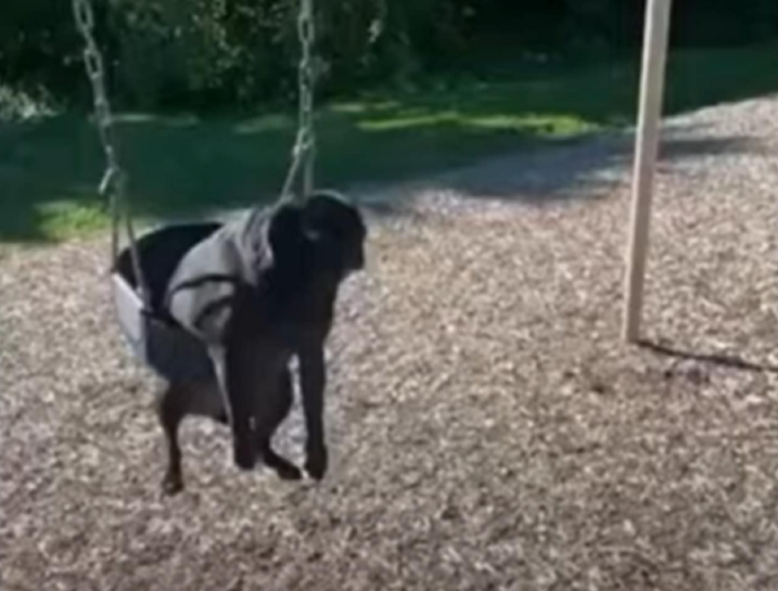 Dog sitting on a swing