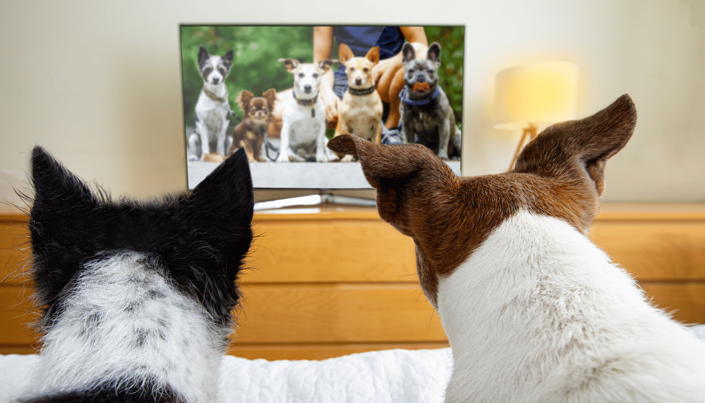 Two dogs are sitting on a bed watching a television.