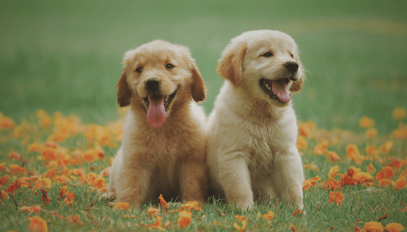 Two puppies are sitting next to each other in a field of flowers.