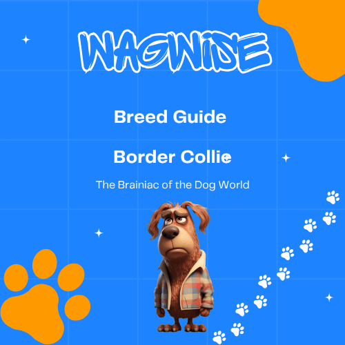 Wagwise breed guide border collie the brainiac of the dog world