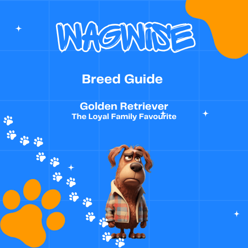 Wagwise breed guide golden retriever the loyal family favourite