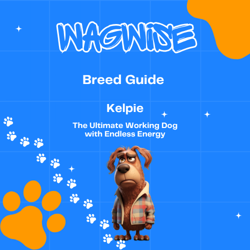 Wagwise breed guide kelpie the ultimate working dog with endless energy