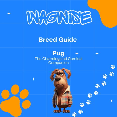 Wagwise breed guide pug