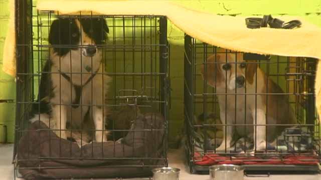 two dogs in cages