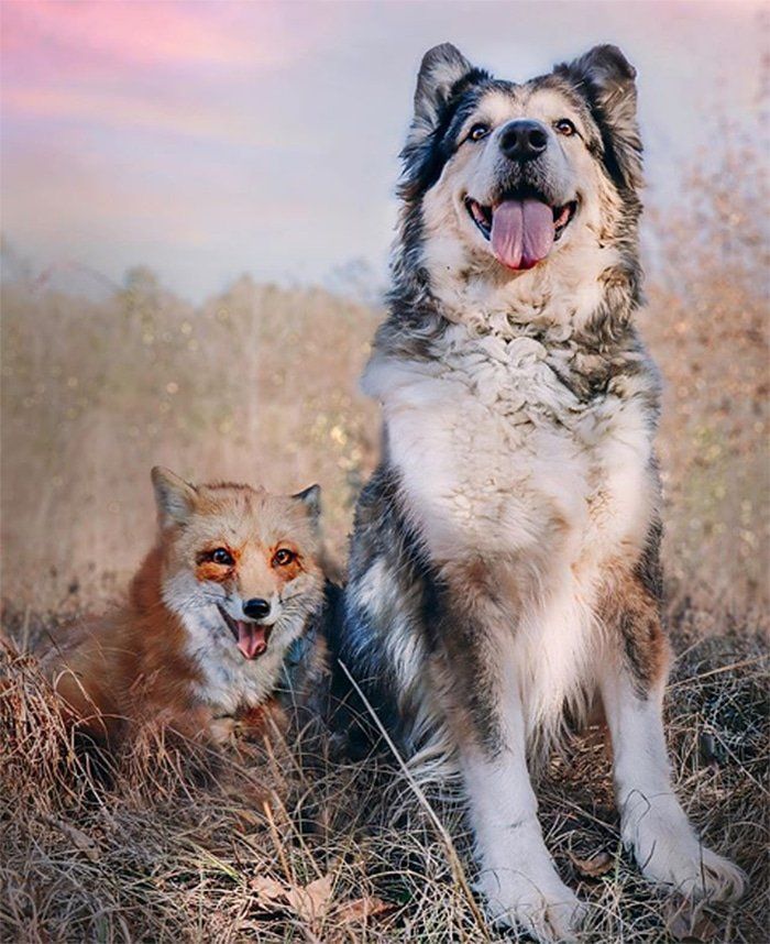 A dog and a fox are sitting next to each other in a field.