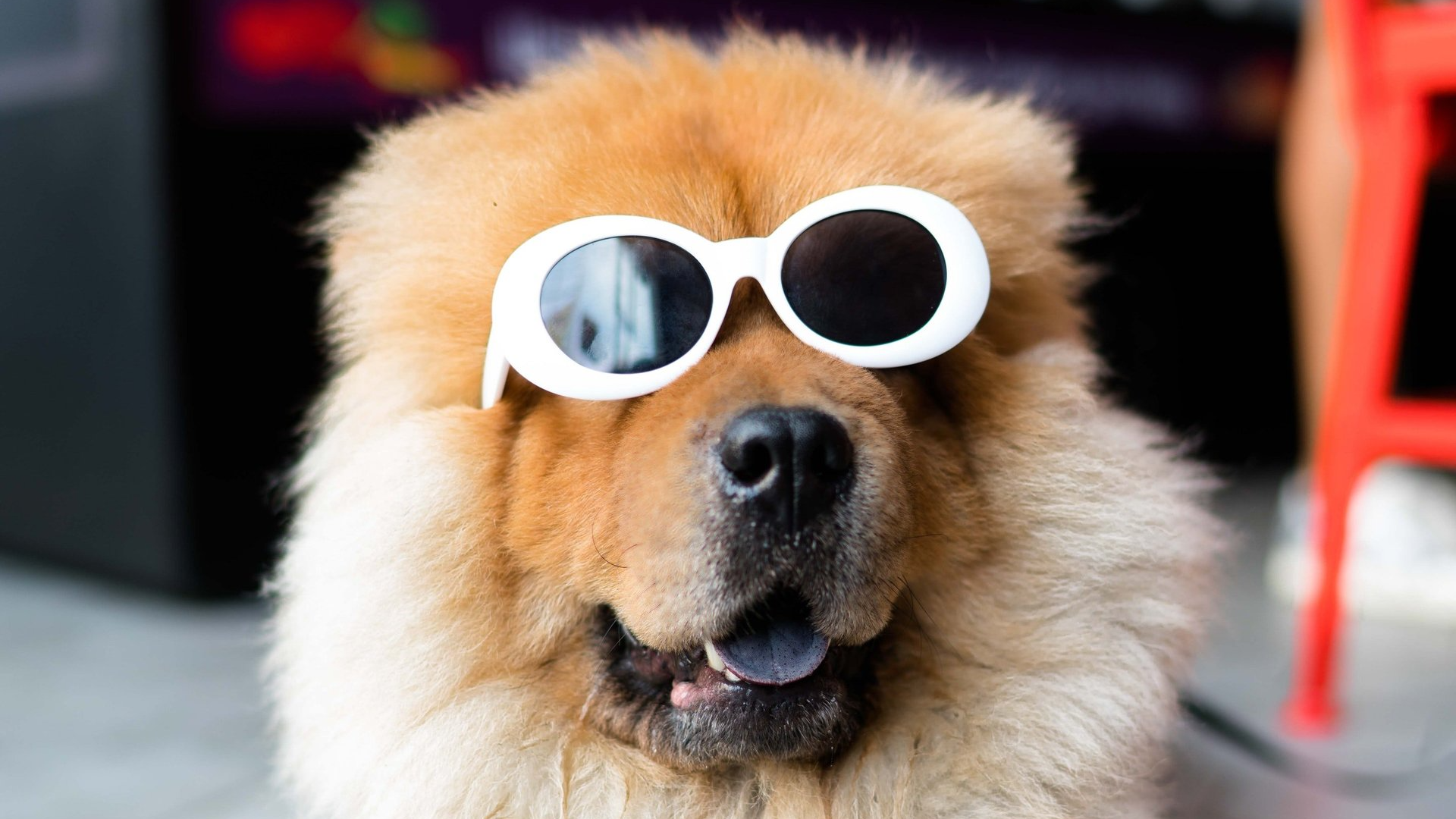 A close up of a dog wearing sunglasses.