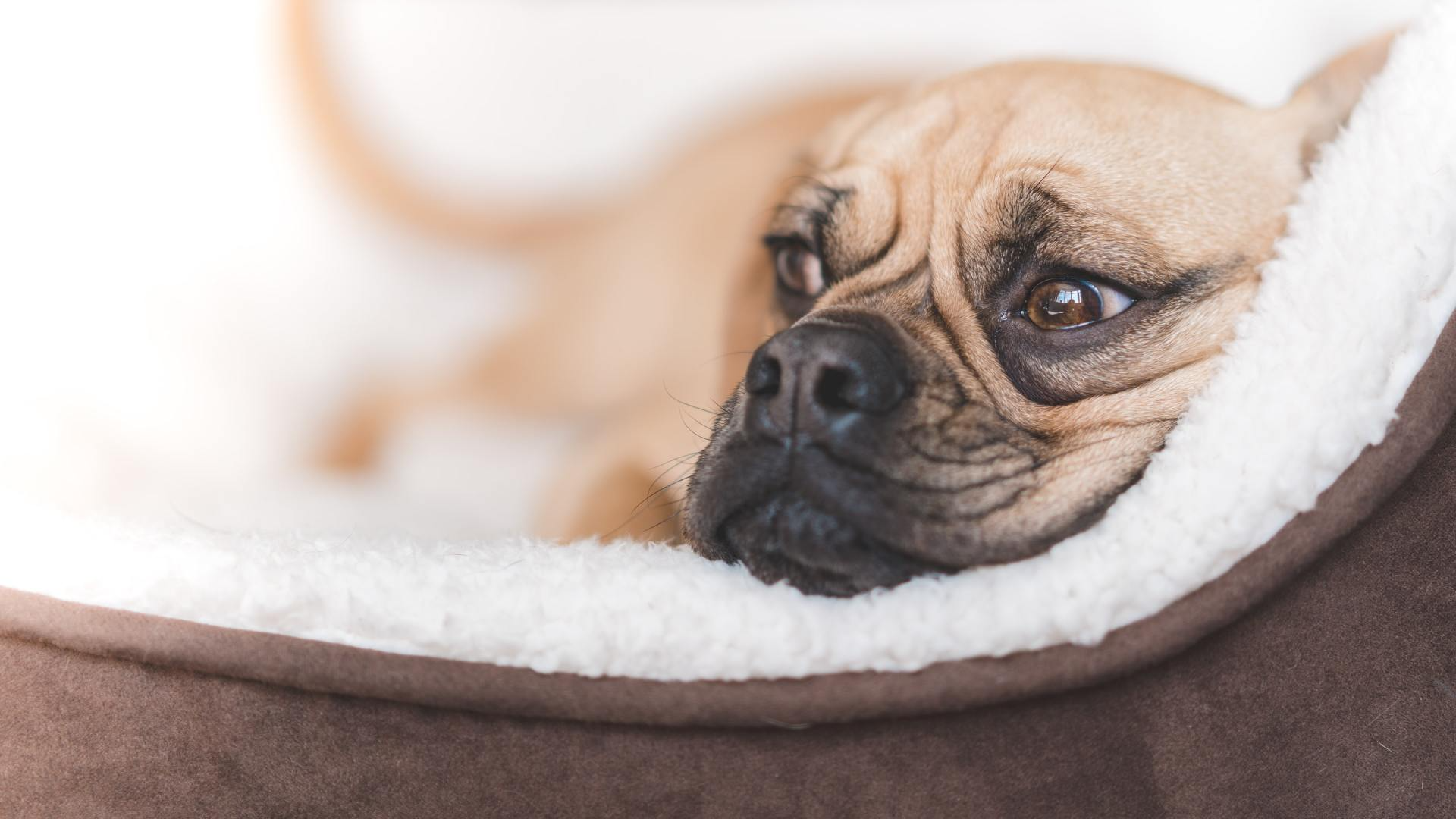 A french bulldog is laying in a dog bed.
