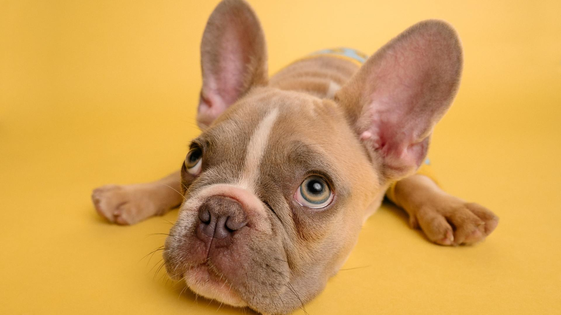 A french bulldog puppy is laying on its back on a yellow background.