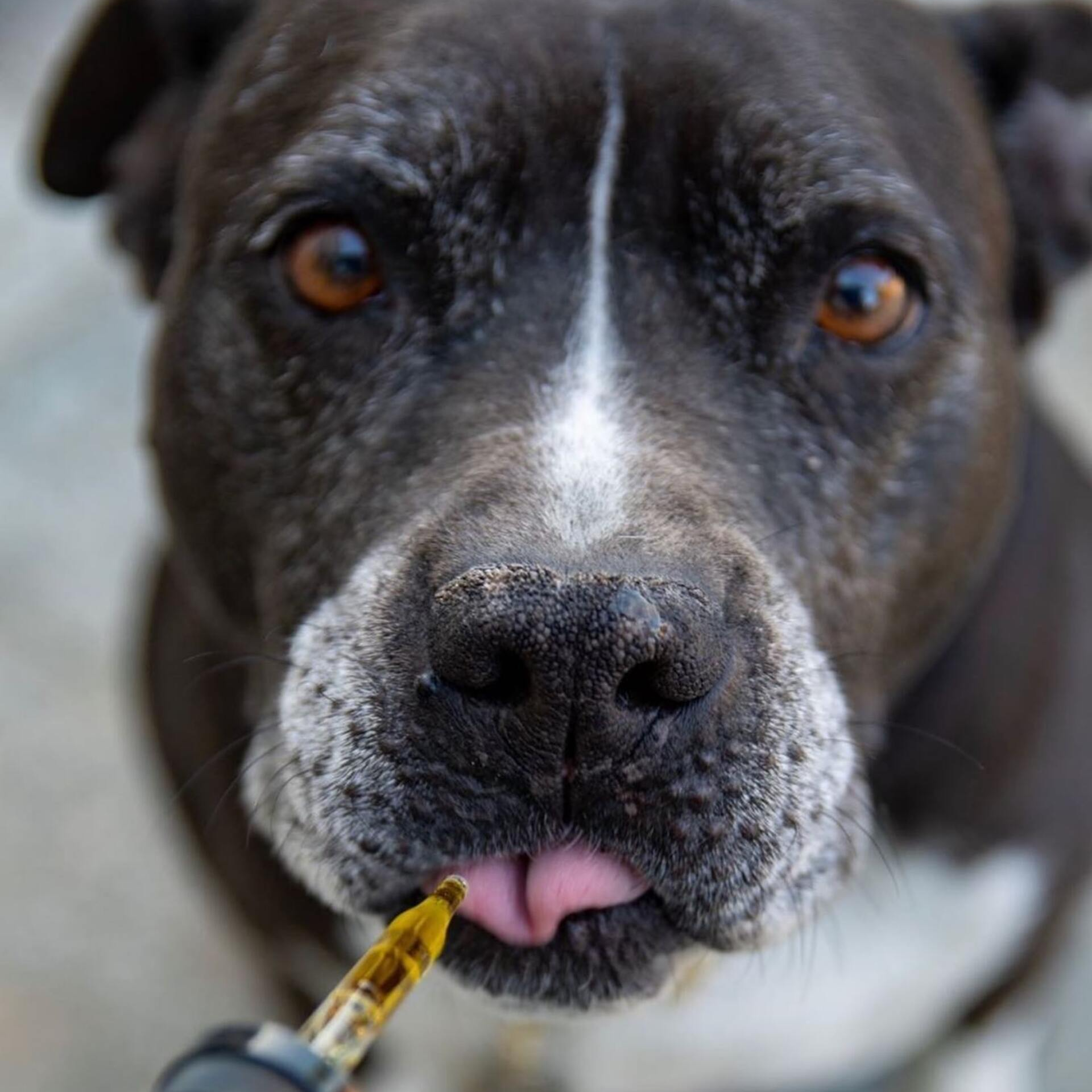 A close up of a dog with a syringe in its mouth