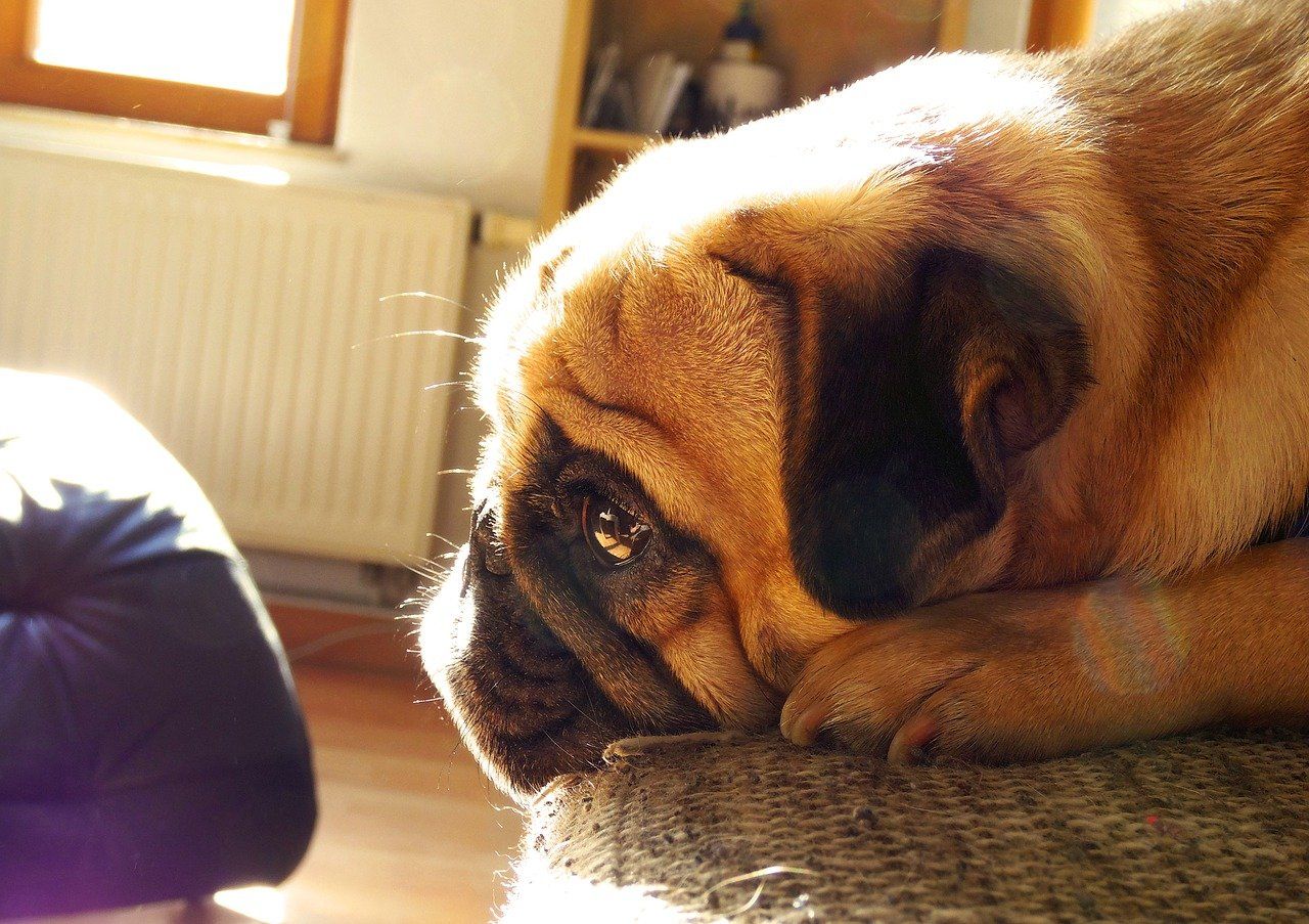A pug dog is laying down on a couch in a living room