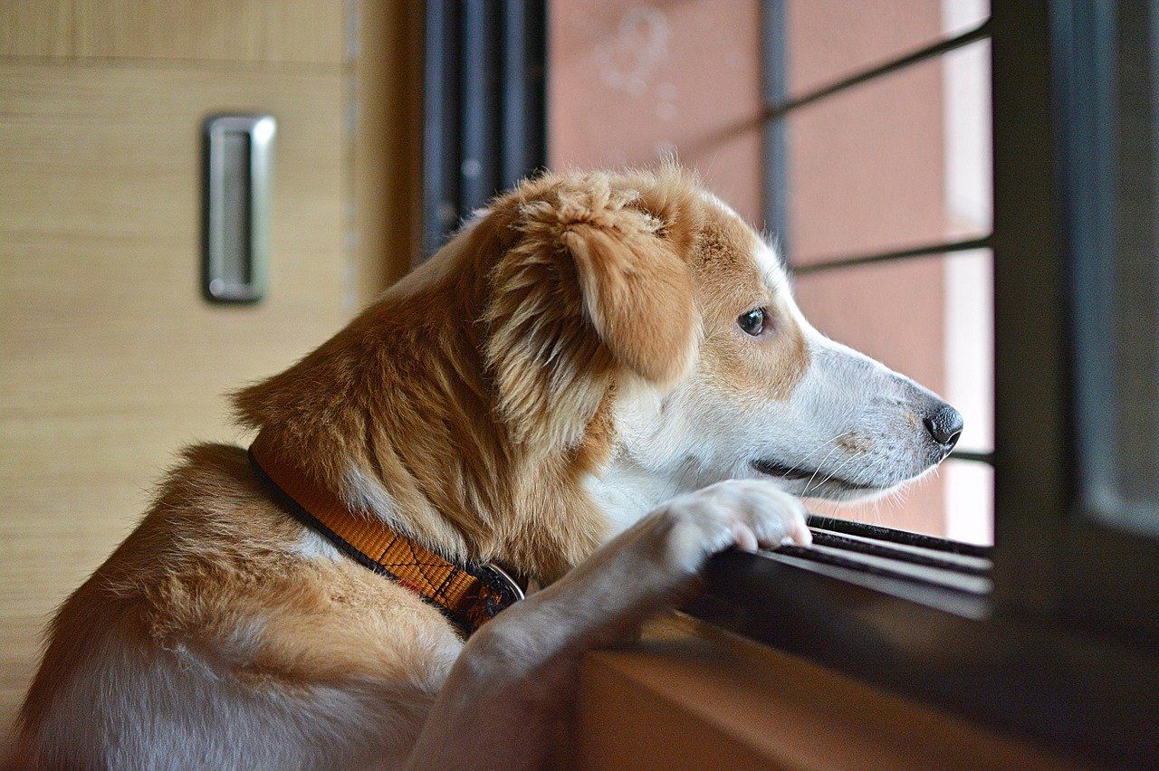 A cute dog looking out the window