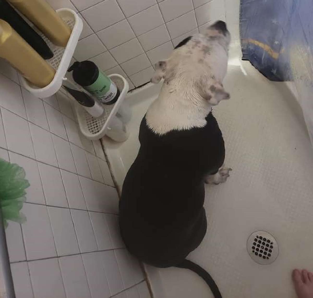 A dog is standing in a bathroom next to a shower curtain