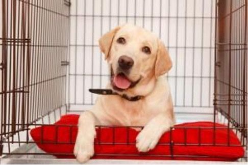 Happy yellow Lab in his crate!
