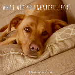 what are you grateful for?
