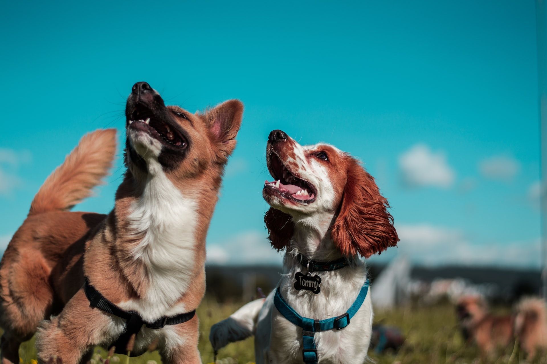 two dogs together