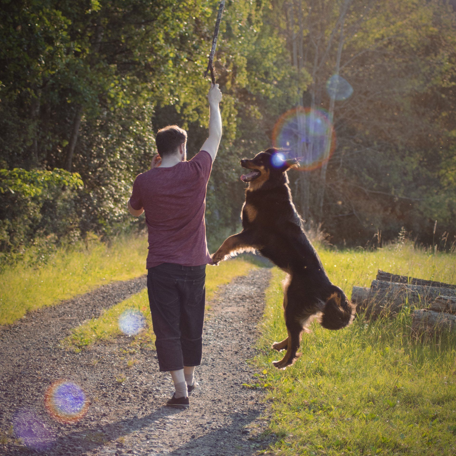 dog jumping next to trainer at park