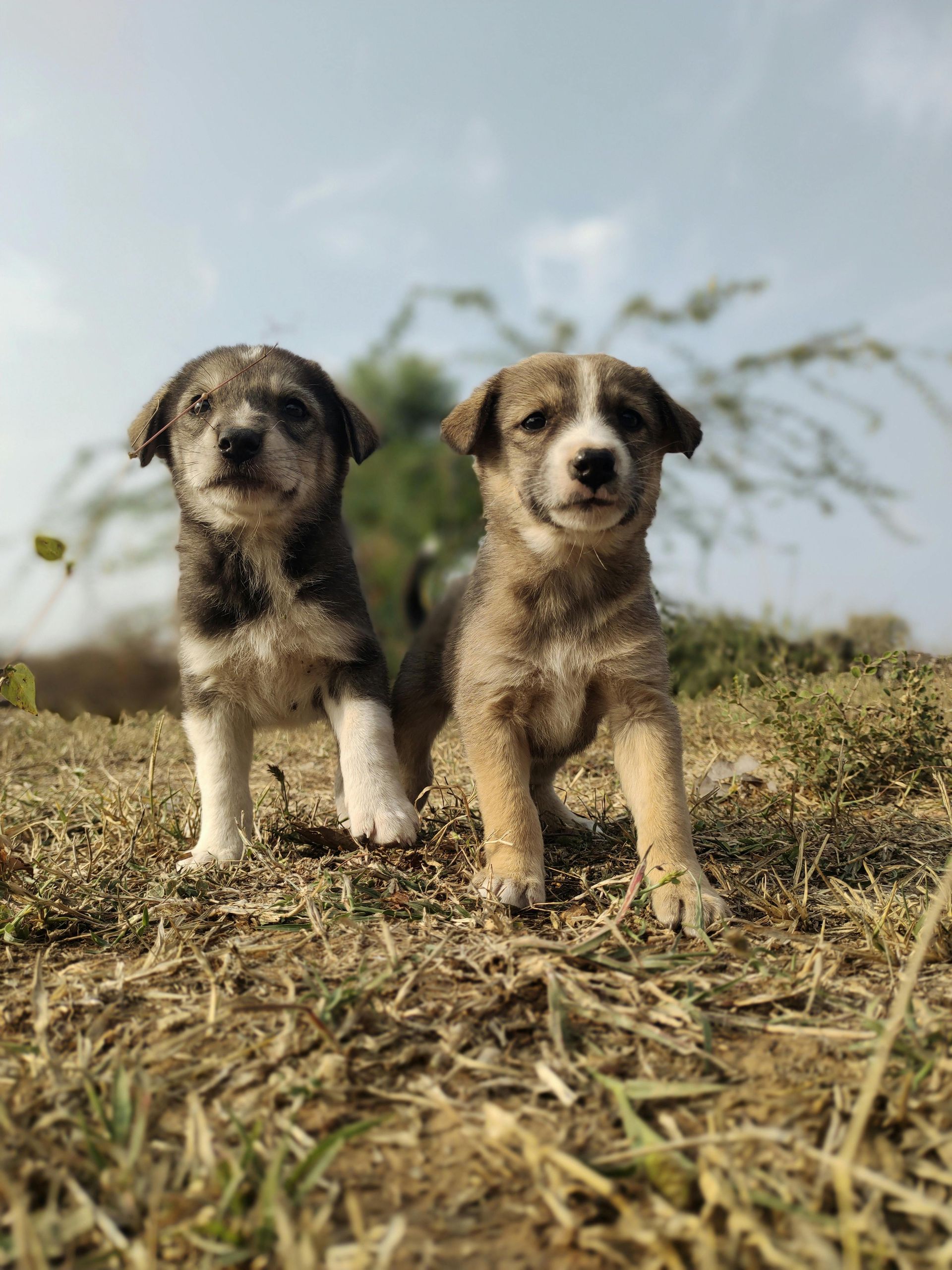 Puppy Socialization In Denver