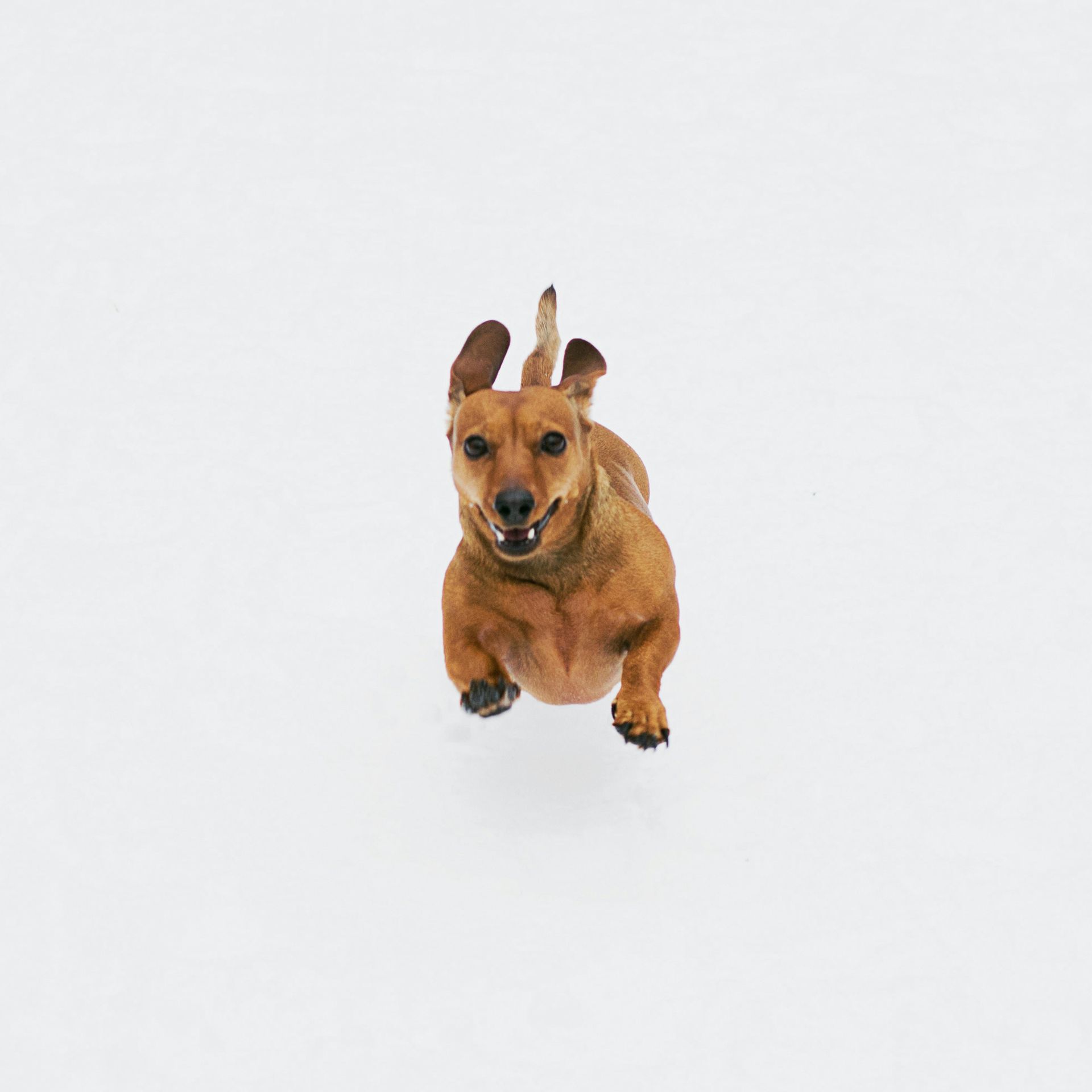 recall, come, dog training