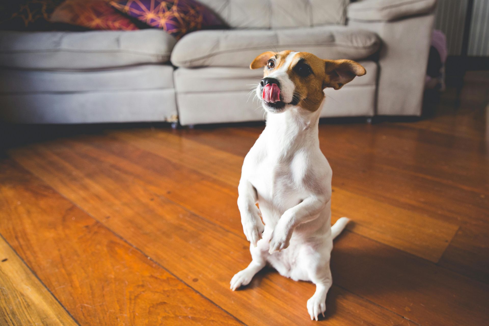 DOG TRICKS