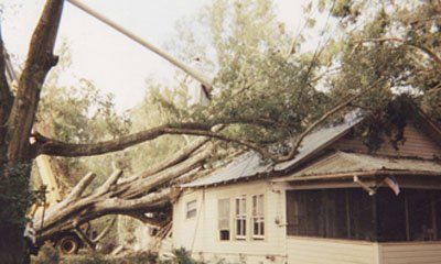 fallen tree on a house!