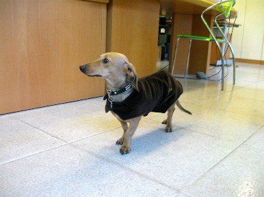 vestitino per cani realizzato con macchina da cucire