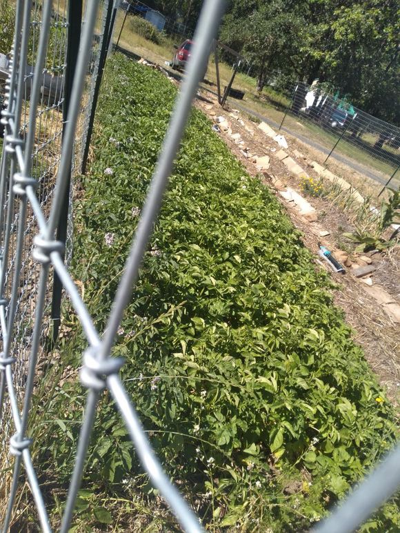 A garden bed filled with green plants, seen through a wire fence. The plants are surrounded by dirt paths and grass.