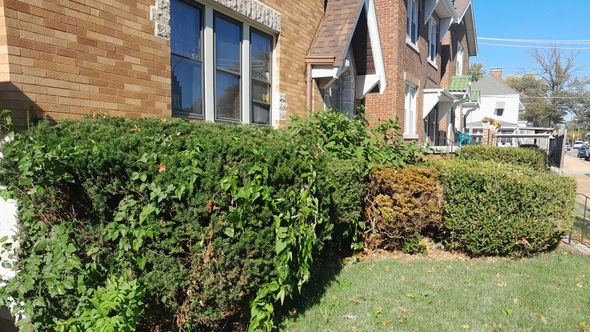 A brick house with overgrown green bushes in front. Some bushes have brown patches.