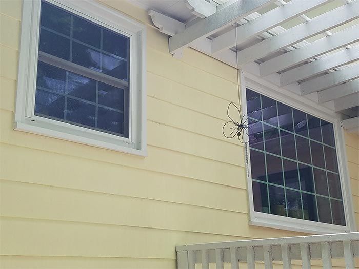 Two white-framed windows on a yellow house under a white pergola. A decorative spider hangs.