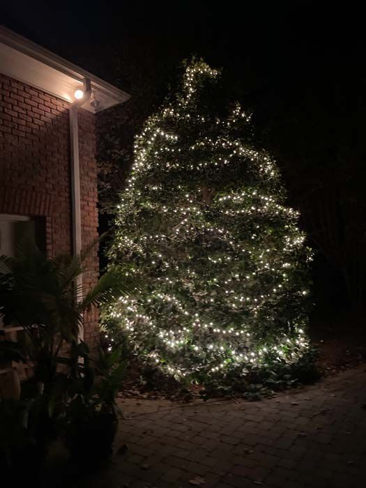 A large evergreen bush decorated with glowing white Christmas lights next to a brick wall and dark night sky.