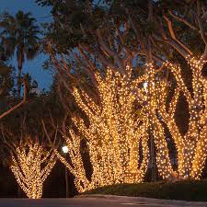Trees wrapped in warm white lights at dusk.