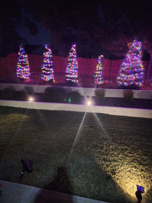 Five trees wrapped in colorful Christmas lights line a dark yard, lit by spotlights.