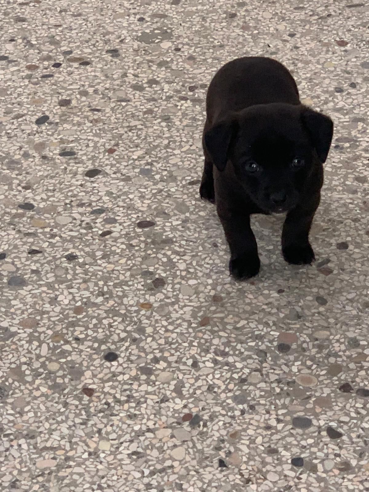 pavimenti alla veneziana