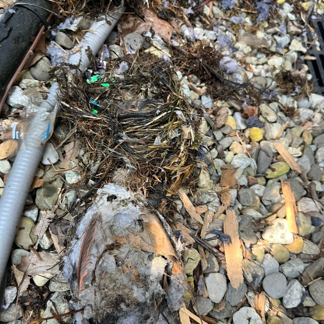Decomposed bird among debris and pebbles, with plumbing visible.