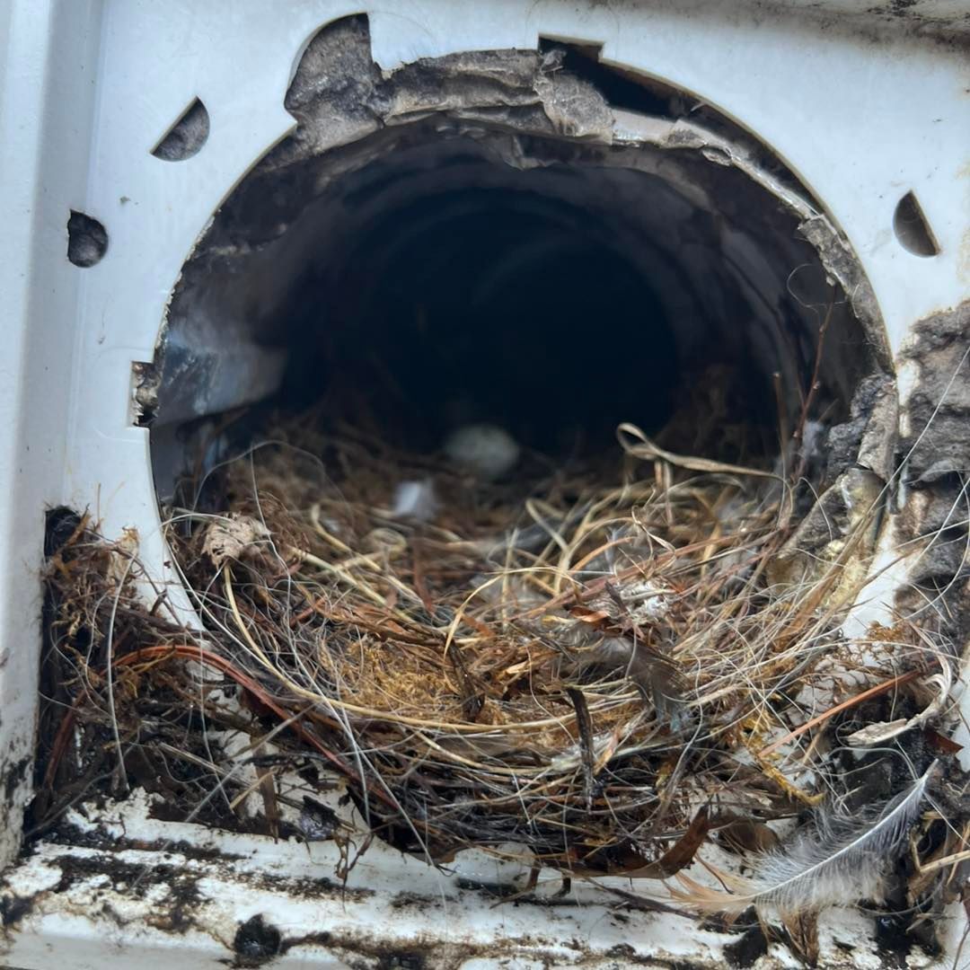 A bird nest with eggs inside a pipe.