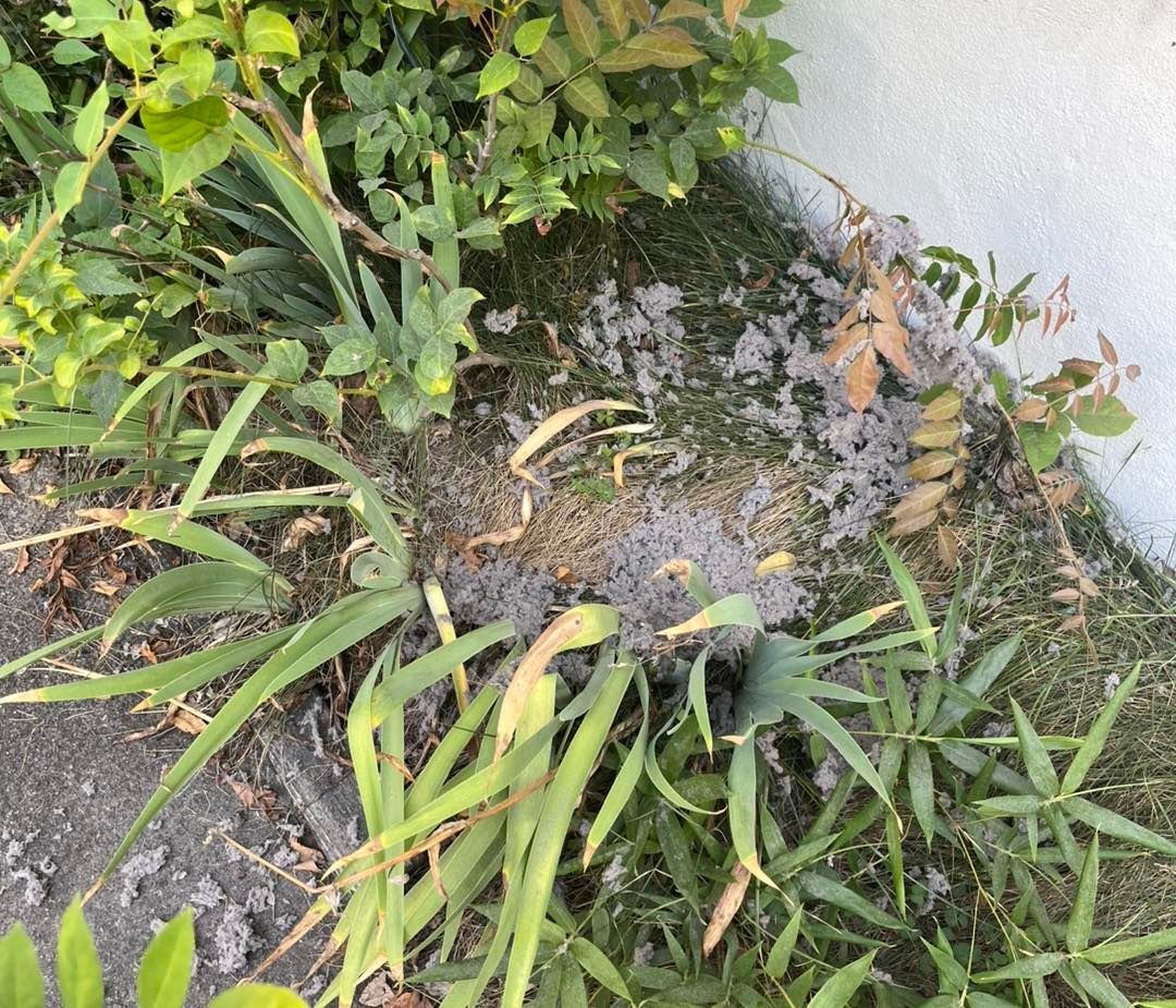 Patch of disturbed earth, possibly a burrow, in a garden bed with green plants and a white wall.