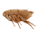 a close up of a flea on a white background
