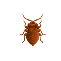 a bed bug is shown in a cartoon style on a white background .