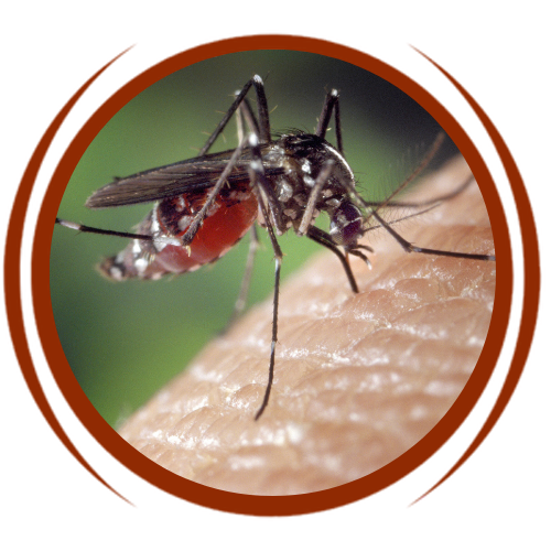 a close up of a mosquito on a person 's arm