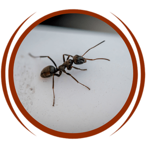 an ant is crawling on a white surface in a circle