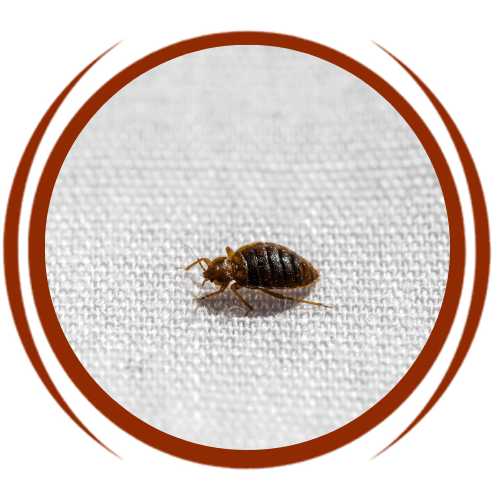 a bed bug is sitting on a white cloth in a circle .