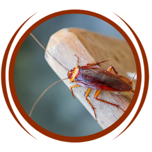 a cockroach is sitting on a wooden stick in a circle