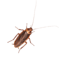 a cockroach is crawling on a white surface .