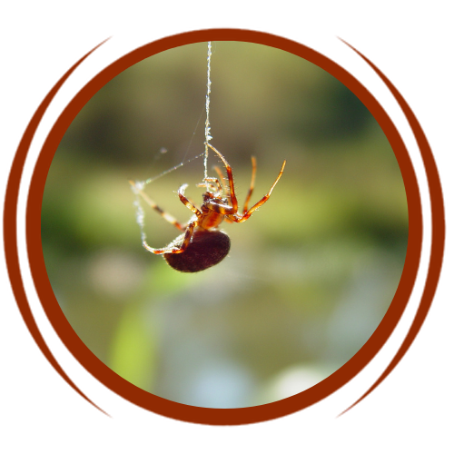 a spider is hanging from a web in a circle