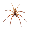 a close up of a spider on a white background