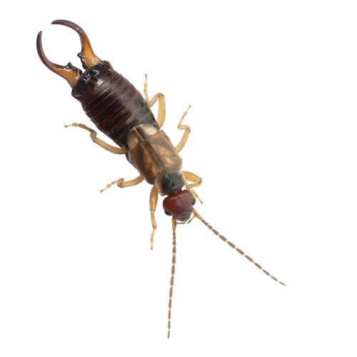 a close up of an earwig on a white background .