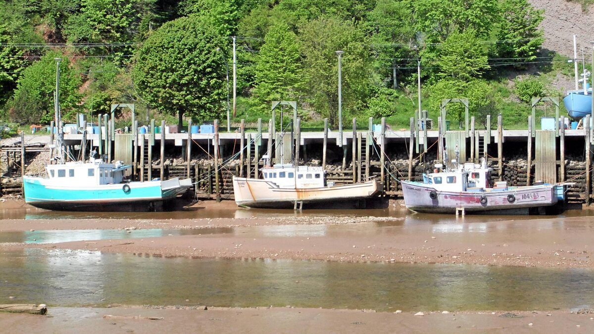 Three fishing boats docked at a muddy harbor with trees in the background.
