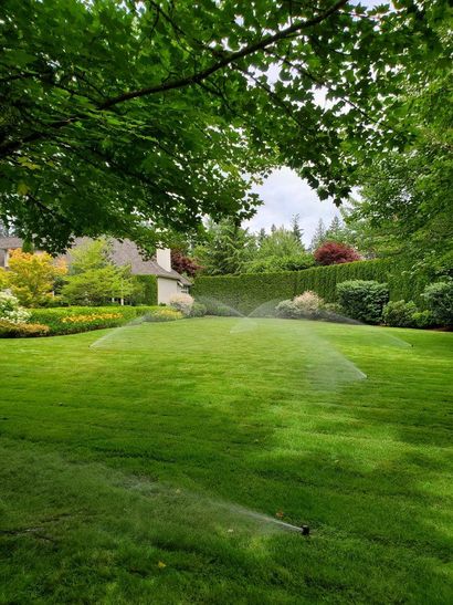 Lush garden lawn with sprinklers watering under a leafy green tree canopy