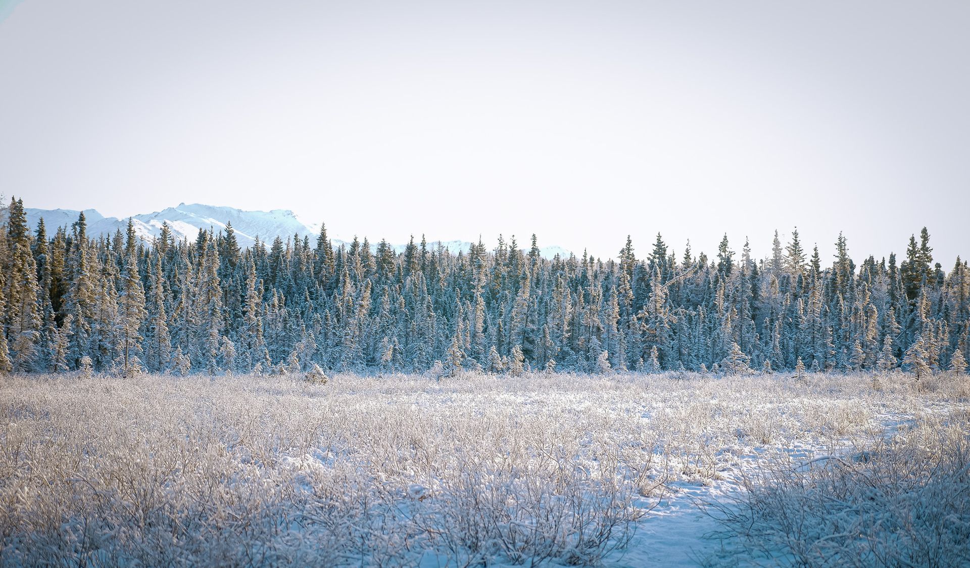 A snowy field with trees in the background