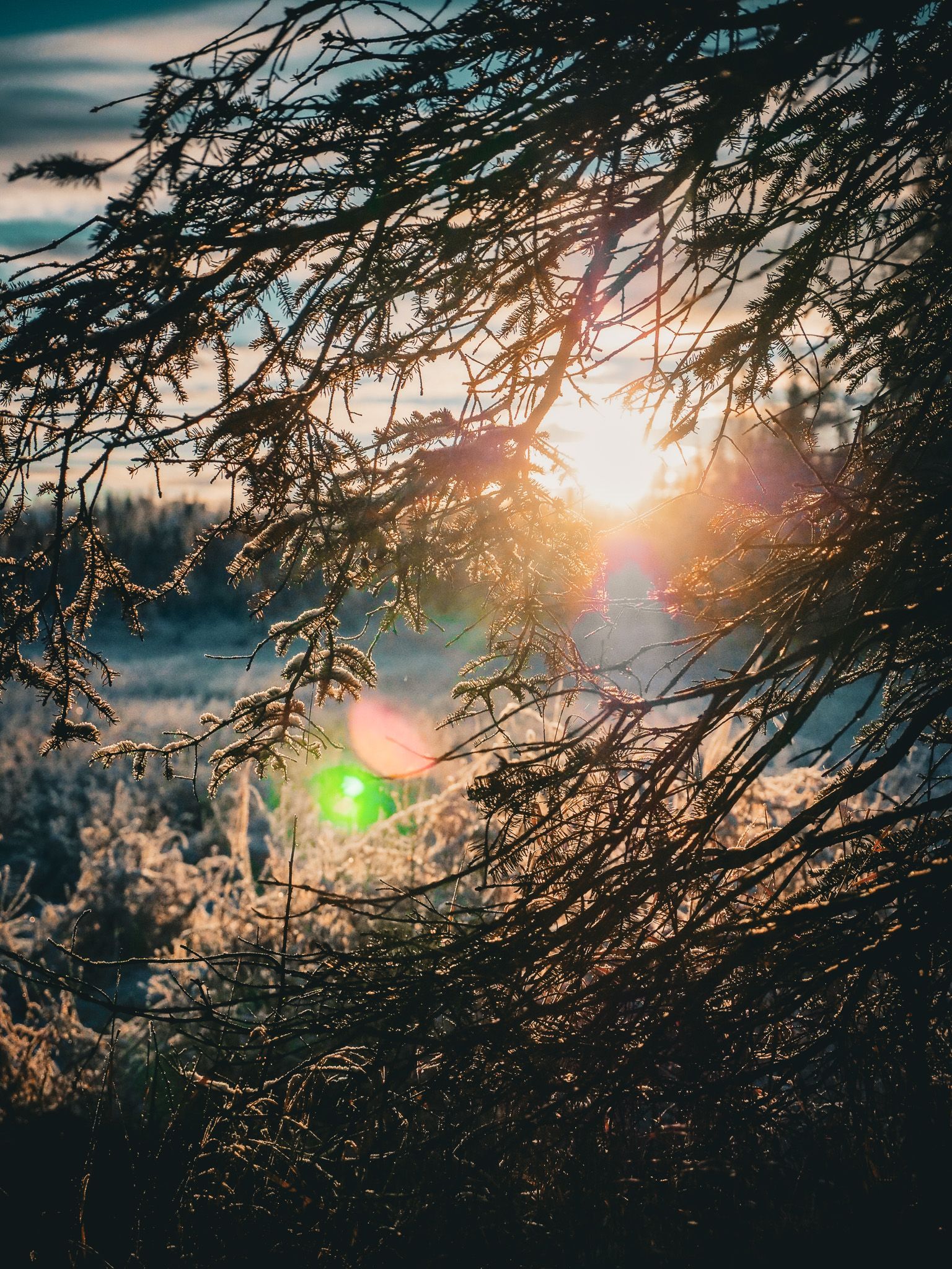 The sun is shining through the branches of a tree